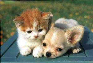 Kitty And Puppy