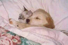 puppy and kitty sleep