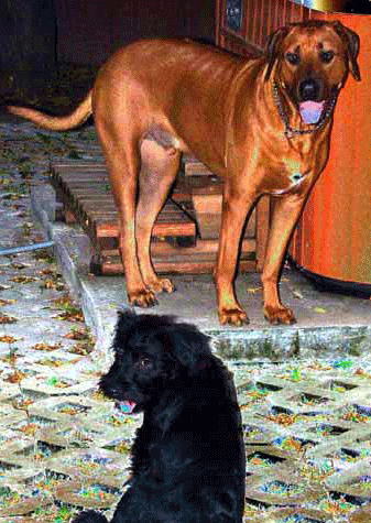 two dogs